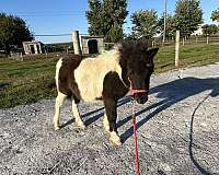 halter-filly