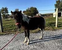 flashy-miniature-horse