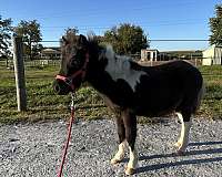halter-miniature-horse