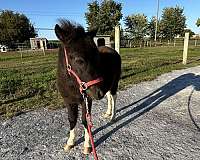 kid-safe-miniature-horse