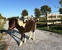 flashy-filly