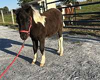 halter-filly