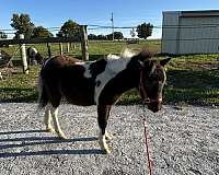 flashy-horse