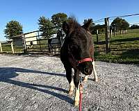 halter-horse
