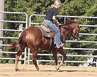 all-around-quarter-horse