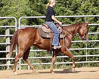 athletic-quarter-horse