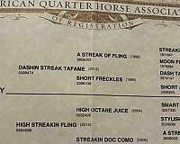 barrel-quarter-horse