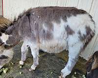woolie-donkey
