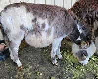 new-stallion