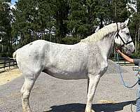 safe-trail-percheron-horse
