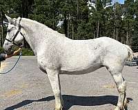 back-percheron-horse
