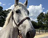 backs-percheron-horse