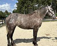 barn-percheron-horse
