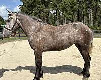catch-percheron-horse