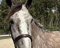 stands-percheron-horse