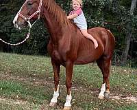 sorrel-morgan-gelding