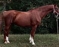 sorrel-gelding-for-sale