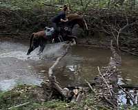 15-hand-morgan-gelding