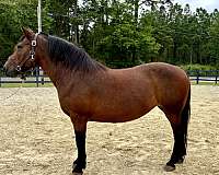 chunky-haflinger-horse