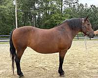 morgan-haflinger-horse