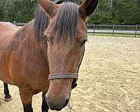 traffic-haflinger-horse