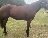 lesson-yearling
