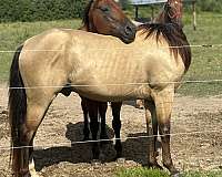 quarter-horse-for-sale