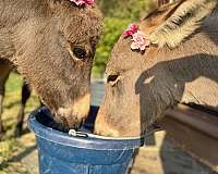 daily-donkey