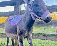girls-donkey