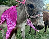 half-donkey