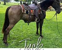 all-around-missouri-fox-trotter-horse