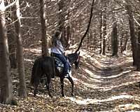 athletic-missouri-fox-trotter-horse