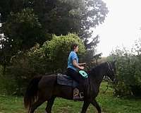 endurance-missouri-fox-trotter-horse