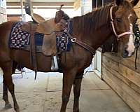 sorrel-quarter-horse-mare
