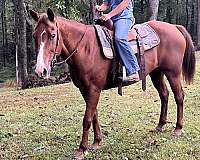 all-around-quarter-horse