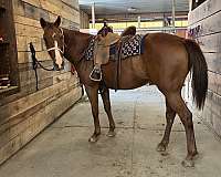 sorrel-all-around-horse