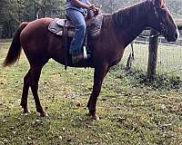 all-around-mare