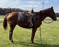 and-for-the-farrier-mare