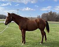 all-quarter-horse