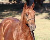 cat-colt