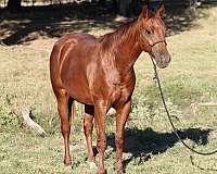 clark-colt