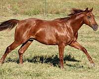 eager-to-please-colt