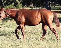 gentleman-colt