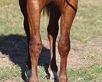 money-colt