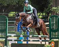 star-horse