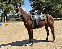 bay-star-horse