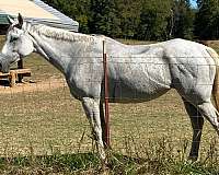 trail-thoroughbred-horse