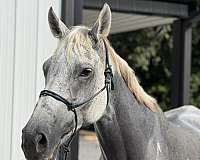 breeding-thoroughbred-horse