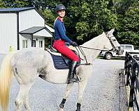 ridden-english-thoroughbred-horse