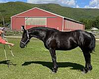 breeding-friesian-horse